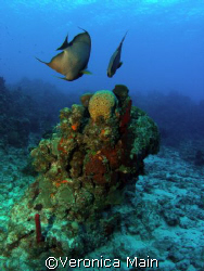 Mirrored Angel Fish
Cayman Islands, Sunset House Shore Reef by Veronica Main 